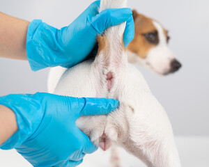 Veterinarian doing a rectal examination to a jack russell terrier dog. 