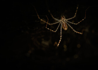 Psechrid Spiders Genus Psechrus