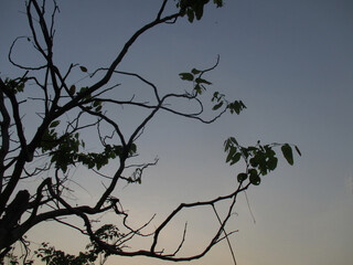 Beautiful leaves of trees in the park
