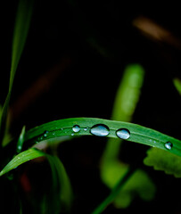 water drops on a green leaf