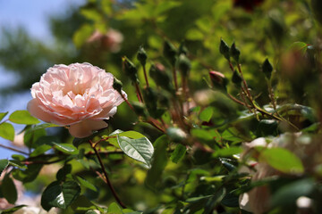 Maggio in giardino: fioritura di rose rampicanti color crema, dettaglio di un fiore