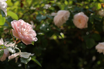 Maggio in giardino: fioritura di rose rampicanti color crema, dettaglio di un fiore