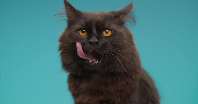 adorable little metis cat looking away with tongue out and licking nose while sitting on blue background in studio
