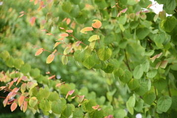 Katsura tree (Japanese judas tree) fresh green. Cercidiphyllaceae deciduous tree. Garden trees, street trees and park trees.