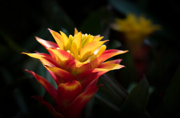Close-up of yellow-red Bromeliads flowers blooming in the tropical garden on a dark background. (Bromeliaceae)