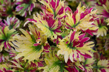 Close-up of Coleus plants. Background of colorful leaves with yellow, purple, and green colors with natural sunlight in the tropical garden.