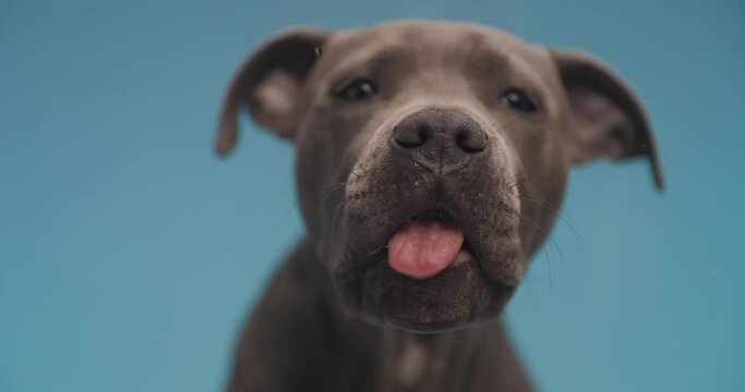 little American Staffordshire Terrier dog is sniffing a screen then licking it against blue studio background