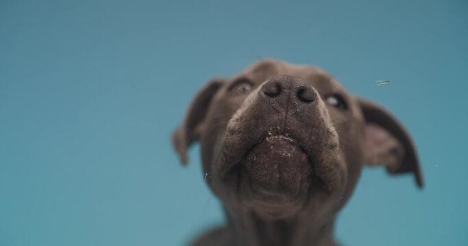 sweet American Staffordshire Terrier dog is licking the glass in front of him against blue studio background