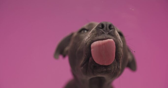 little American Staffordshire Terrier dog is licking a glass then stopping out of the blue against pink studio background
