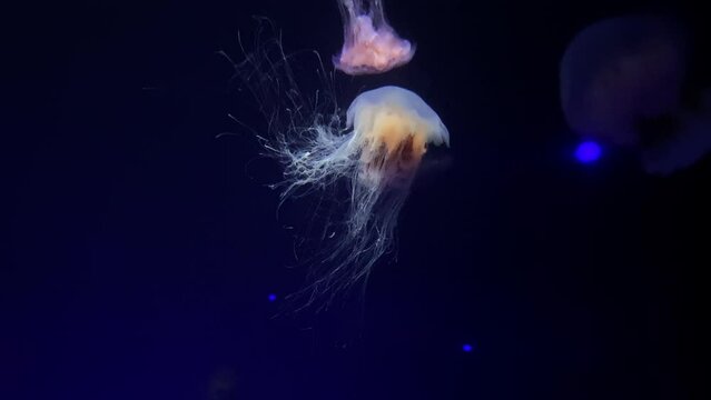 two large jellyfish under the water in an aquarium, static close up