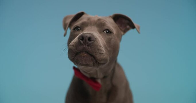 beautiful American Staffordshire Terrier dog is licking his nose and wearing a red bowtie against blue studio background