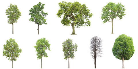 Fototapeta premium set of tropical green tree side view isolated on white background for landscape and architecture drawing, elements for environment and garden