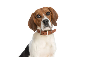 beagle dog making puppy eyes at the camera