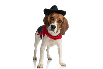 beagle dog wearing a cowboy hat and a red bandana
