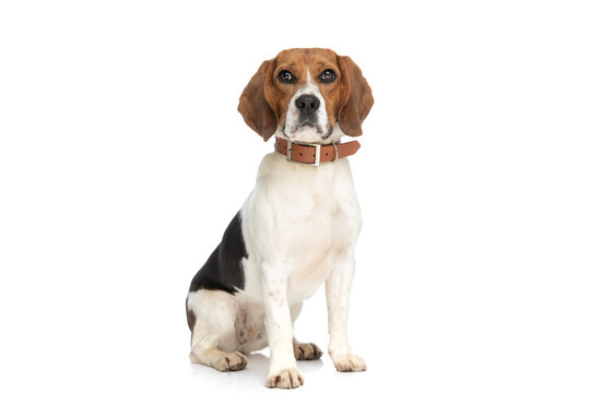 beagle dog posing with his leash at neck
