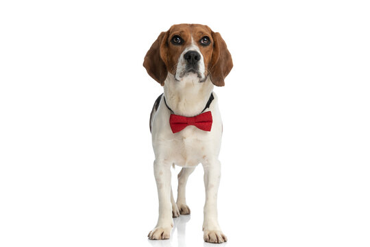 small adorable beagle dog standing against white background