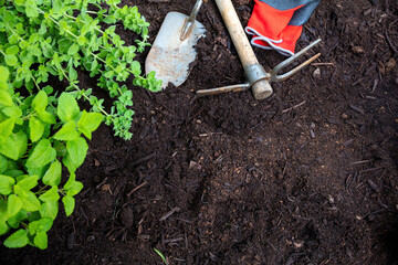 Garden tool and herb plant on soil background, copy space. Agriculture and gardening