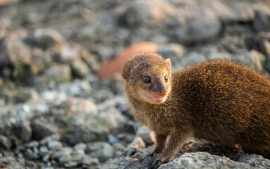 Face close up of a cute Indian gray mongoose 