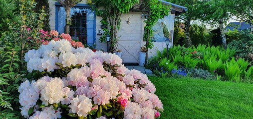 beautiful rhododendrons in english garden - obrazy, fototapety, plakaty