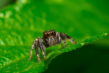 Spider on a leaf