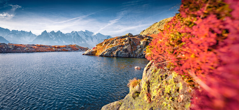Red leaf of bilberry on the shore of Cheserys lake with Mount Blanc on background, Chamonix location, France. Panoramic autumn view of French Alps. Beauty of nature concept background..