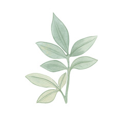 Isolated green leaves. Watercolor botanical illustration. Branch painted with watercolors on paper.