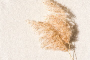 Pampas grass on the texture of a woolen scarf. Monochrome composition. Flat lay, place for text.