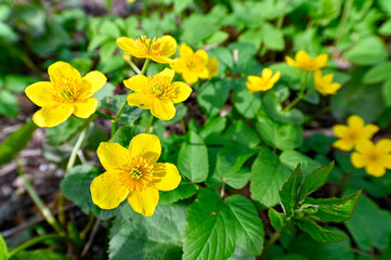 closeup of yellow spring flowers in park