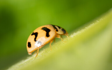 closeup of a ladybug on a leaf