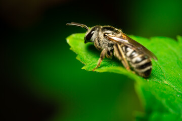 macro of a bee on a leaf