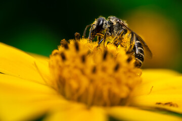 bee on yellow flower