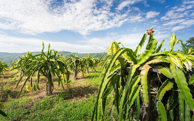 Dragon fruit on plant, Raw Pitaya fruit on tree, A pitaya or pitahaya is the fruit of several...