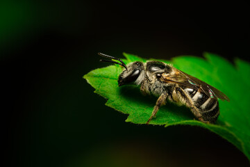 fly on leaf