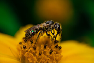 close up of a bee on a flower