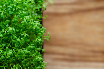 Green fresh leaves of cress salad, watercress microgreens close up on blurred wooden background. Homegrown herbs in top view. Healthy nutritious super food concept