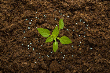 Dry fertiliser granules around green small paprika plant on dark brown ground background. Closeup....