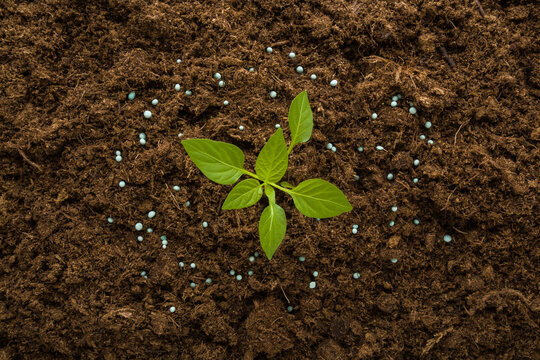 Dry fertiliser granules around green small paprika plant on dark brown ground background. Closeup. Root feeding. Preparation work in garden. Top down view.