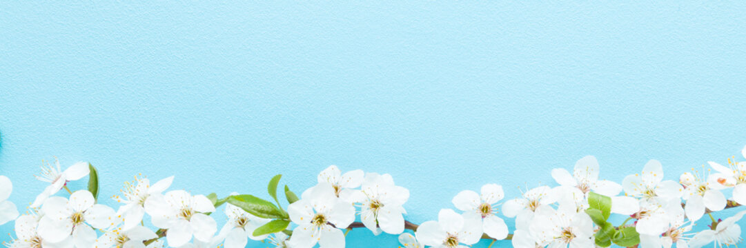 Row of fresh beautiful white cherry blossoms on light blue table background. Pastel color. Closeup. Empty place for inspirational text, lovely quote or positive sayings. Wide banner. Top down view.