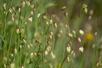 Flora of Gran Canaria -  Briza maxima, Greater quaking-grass natural macro floral background
