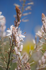 Flora of Gran Canaria -  Asphodelus ramosus, branched asphodel, floral background