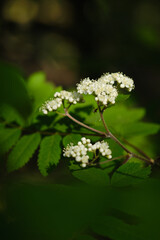 Blooming tree on spring close up