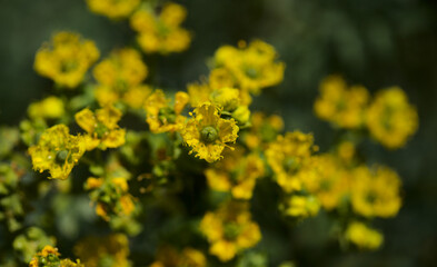 Flora of Gran Canaria - Ruta chalepensis, fringed rue, introduced species, natural macro floral background
