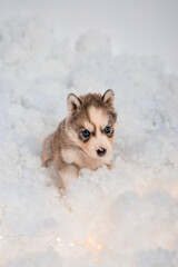 A little one and a half month old husky puppy on white fluff with luminous garlands.