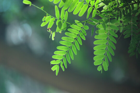 Tamarind Plant leaves background image for wallpaper