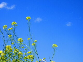 水色の空と黄色の菜の花