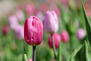 Pink tulip flowers, colorful spring background. Field of blooming tulips in sunny day, selective focus