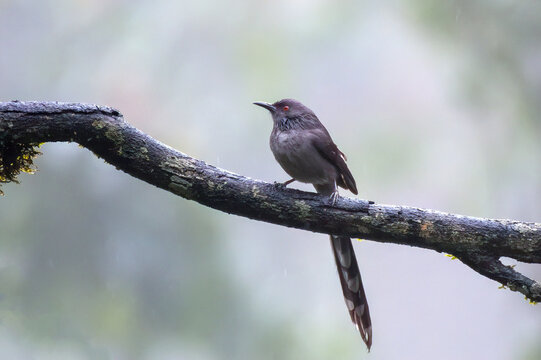 Long-tailed sibia (Heterophasia picaoides) observed in Mishmi Hills in Arunachal Pradesh in India