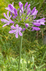 Agapanthe, tubéreuse bleue, lis du Nil © Unclesam
