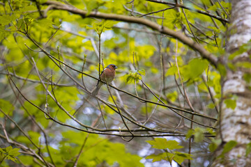Common Chaffinch on Branch