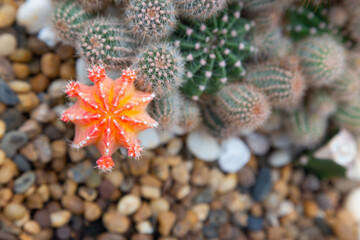 Landscaping a miniature cactus in a pot can be a hobby for decorating your home, giving it a beauty and selling it as a profitable occupation.